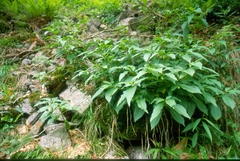 Scopolia carniolica