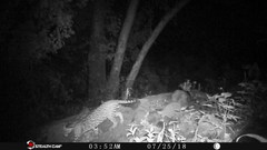 Leopardus pardalis pardalis