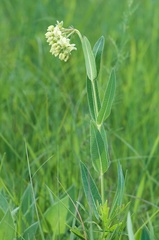 Asclepias meadii