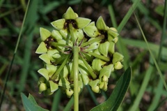 Asclepias meadii