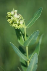 Asclepias meadii