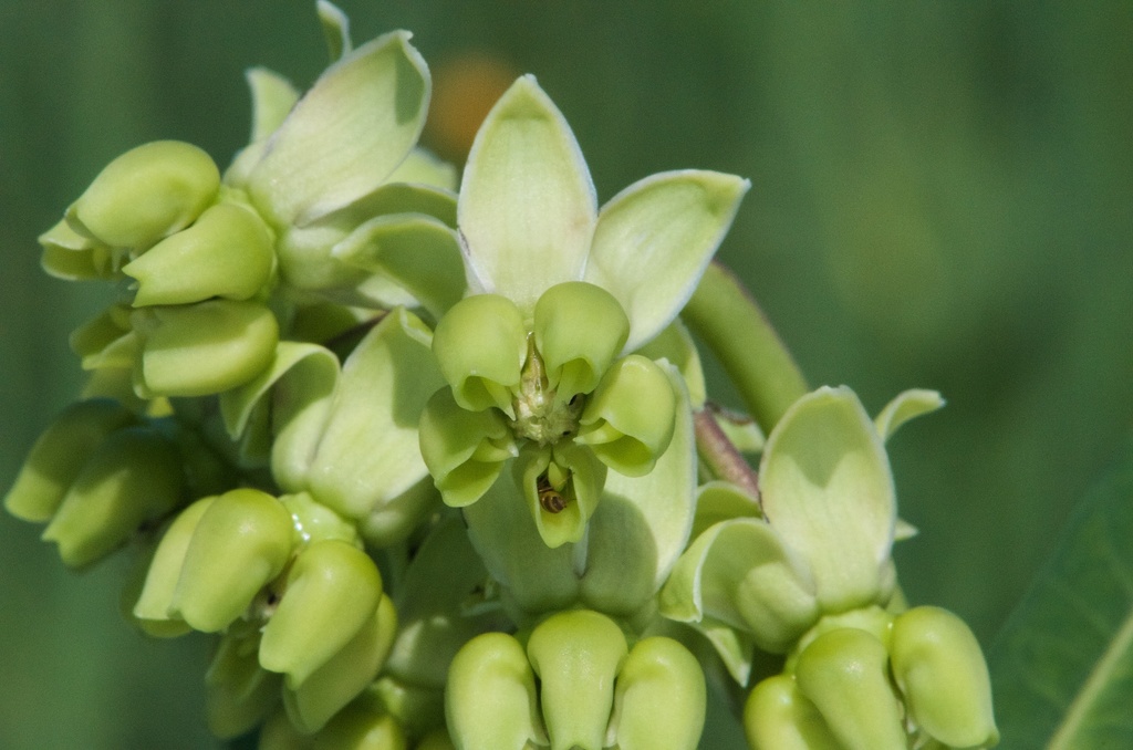 Milkweeds (Apocynaceae (Dogbane) Of The Pacific Northwest) · INaturalist