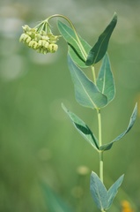 Asclepias meadii