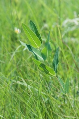 Asclepias meadii