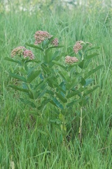 Asclepias syriaca × sullivantii
