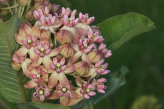 Asclepias syriaca × sullivantii