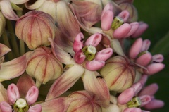 Asclepias syriaca × sullivantii