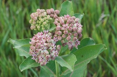Asclepias syriaca × sullivantii