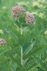 Asclepias syriaca × sullivantii