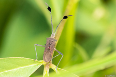 Chariesterus armatus