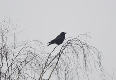 Corvus corone