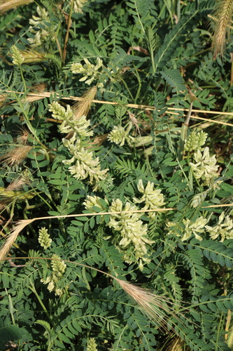 Image of Lesser Milk-Vetch (Astragalus odoratus) by (c) Michael and Antoni Hinczewski, some rights reserved (CC BY)