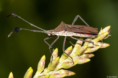 Chariesterus armatus