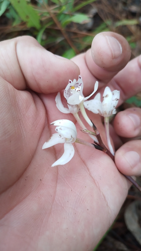 Govenia purpusii