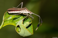 Chariesterus armatus