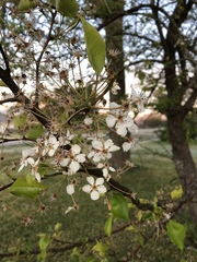 Pyrus kawakamii