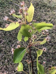 Pyrus kawakamii
