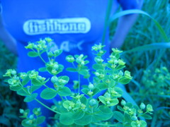 Euphorbia semivillosa