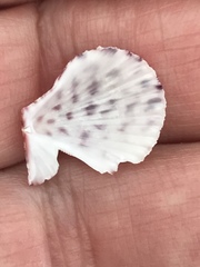 Caribachlamys
