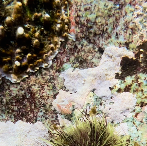 Three-lined aeolid sea slug photographed on rocky subtidal habitat near Greene Point.