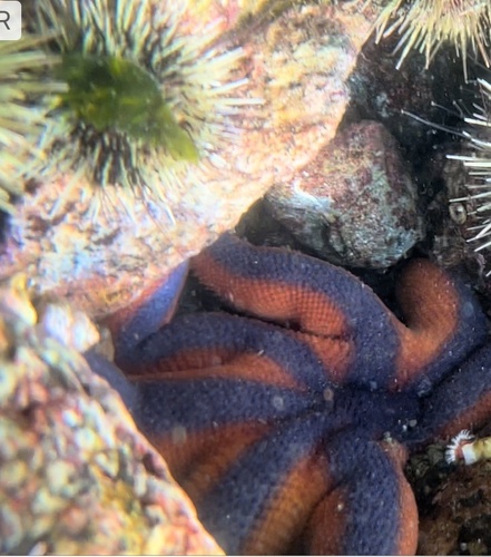 Striped sun star with patterned arms on rocky subtidal habitat near Greene Point.