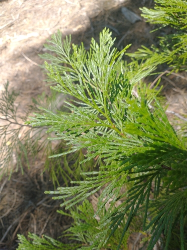 California Incense-Cedar