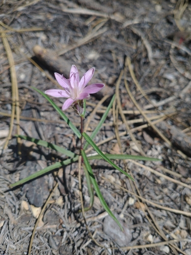 Image of Lettuce Wirelettuce (Stephanomeria lactucina) by no rights reserved