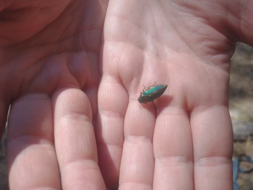 Golden Buprestid Beetle