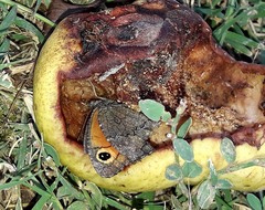 Haywardella edmondsii