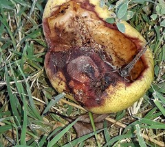 Haywardella edmondsii