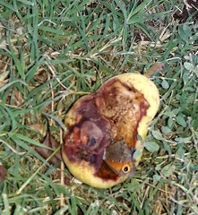 Haywardella edmondsii