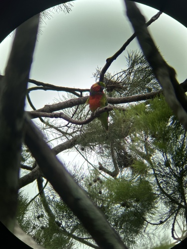 Psittaculirostris edwardsii observed 2023-08-02