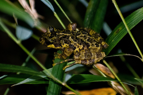 Marbled Wood Frog, Batrachyla antartandica