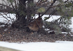 Troglodytes troglodytes