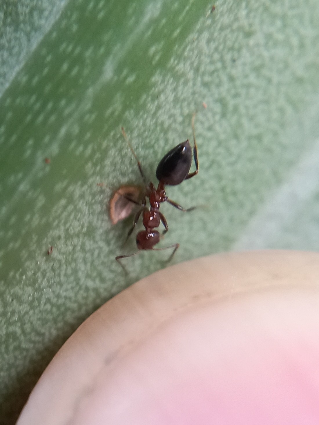 Lepisiota satpuraensis