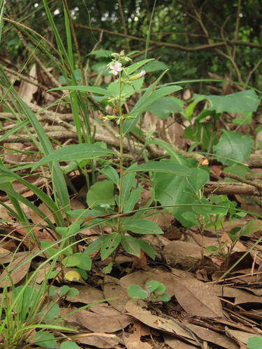 Image of Helicteres angustifolia by (c) chiuluan, some rights reserved (CC BY)