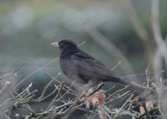 Turdus merula