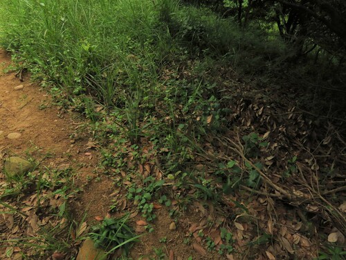 Image of Helicteres angustifolia by (c) chiuluan, some rights reserved (CC BY)