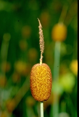 Typha minima
