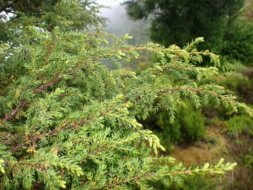 Image of Juniperus brevifolia by (c) Louis Imbeau, some rights reserved (CC BY)