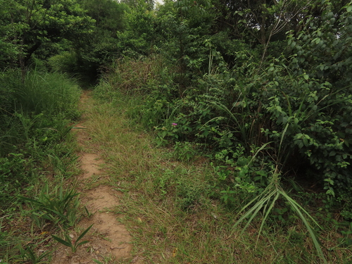 Image of Helicteres angustifolia by (c) chiuluan, some rights reserved (CC BY)