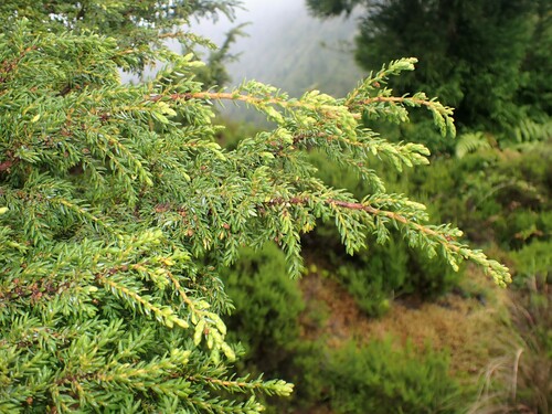 Azores juniper
