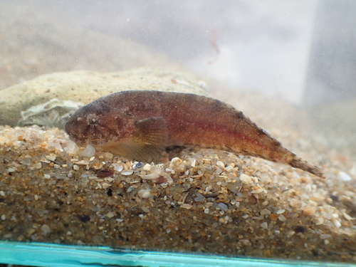 Montagu's Seasnail