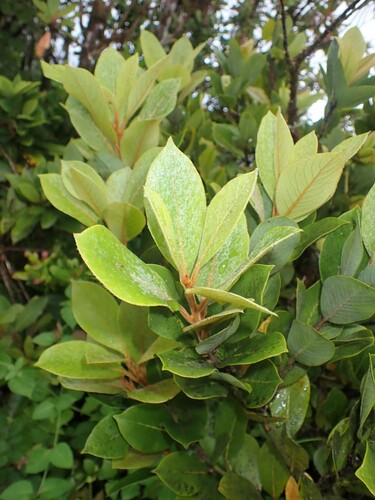 Azores Laurel