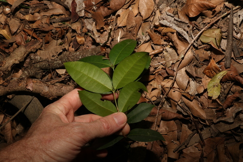 Image of Loeseneriella barbata by (c) Greg Tasney, some rights reserved (CC BY-SA)