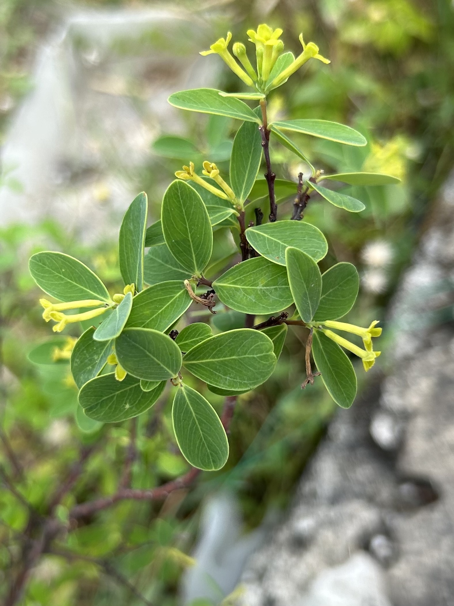 Wikstroemia indica — ảnh 2