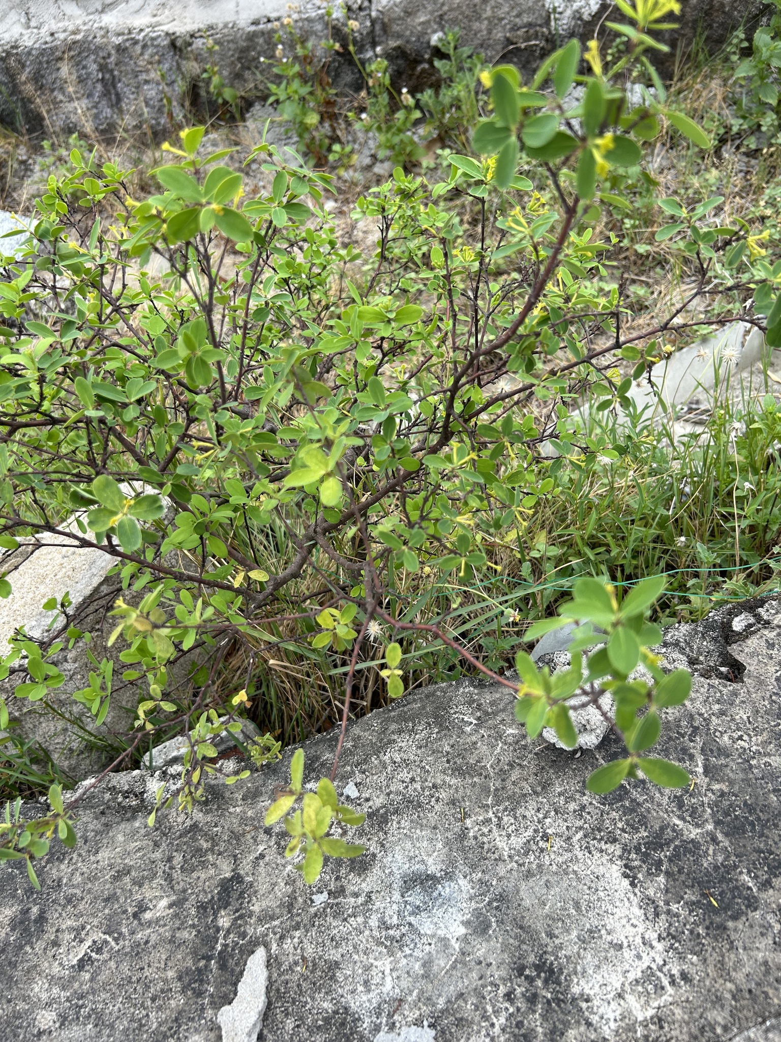 Wikstroemia indica — ảnh 3