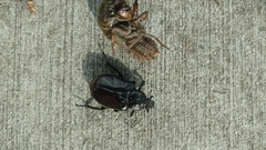 Osmoderma eremicola