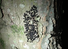 Cerastipsocus trifasciatus