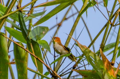 Pale-billed Parrotbill (Suthora atrosuperciliaris), photo 7